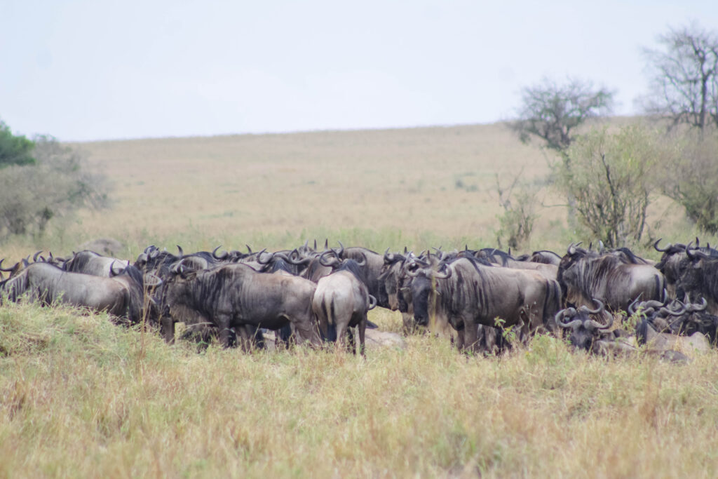 The 2026 Serengeti migration Season