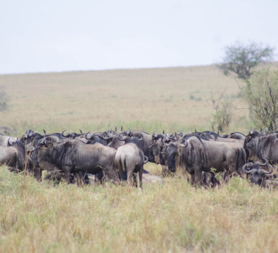 Tanzania Migration vs. Uganda Primates