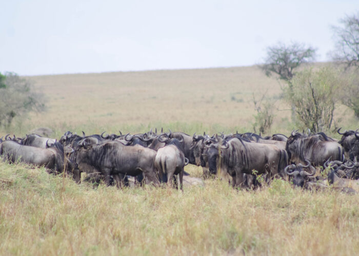 Can I See the Mara River Great Migration Crossings in Serengeti?