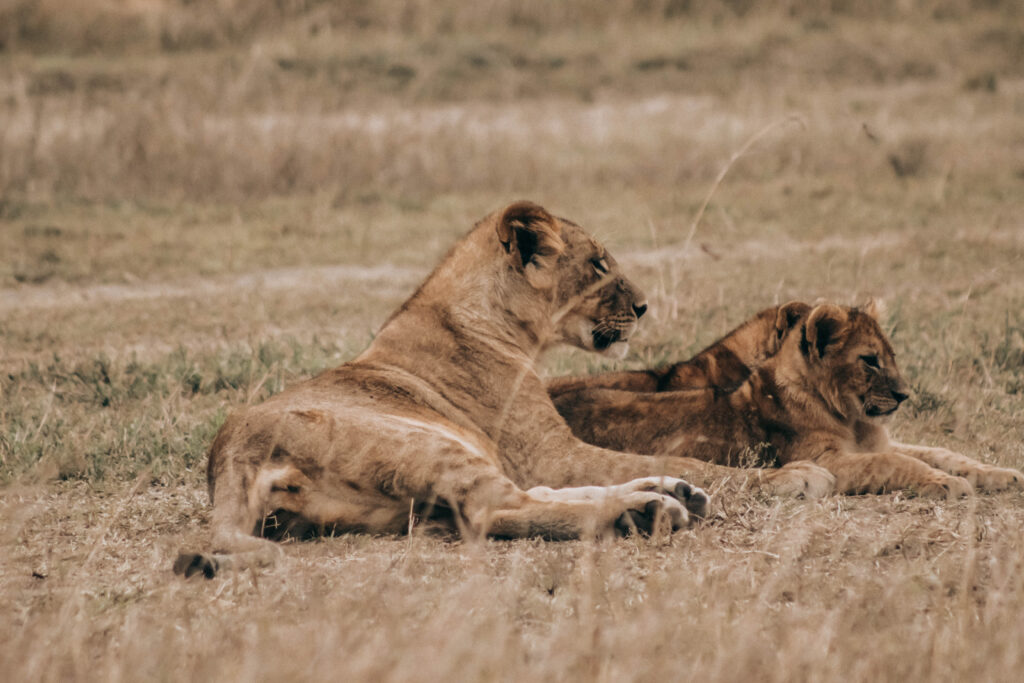 Top 5 Predators to Watch During the Migration