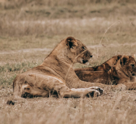 Top 5 Predators to Watch During the Migration