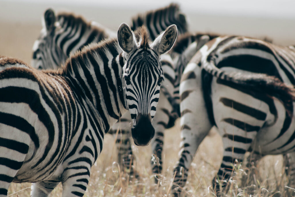 All safari animals