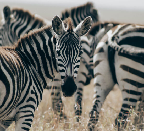 Ultimate East Africa Guide 2026