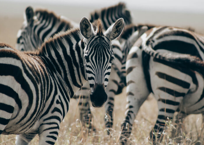 Ultimate East Africa Guide 2026