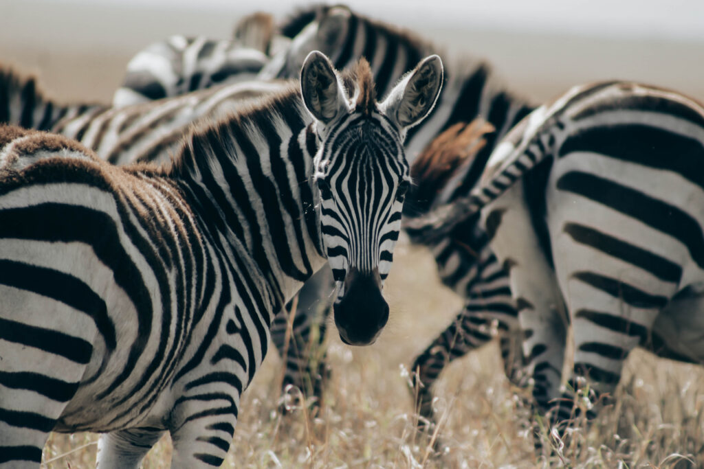 Kenya vs. Tanzania Safari 