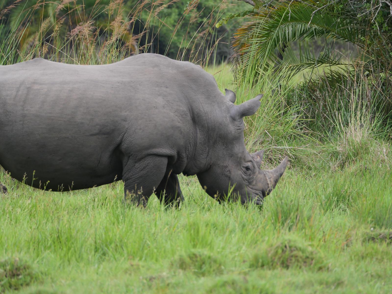 Is Seeing the Big 5 Guaranteed in a Safari?