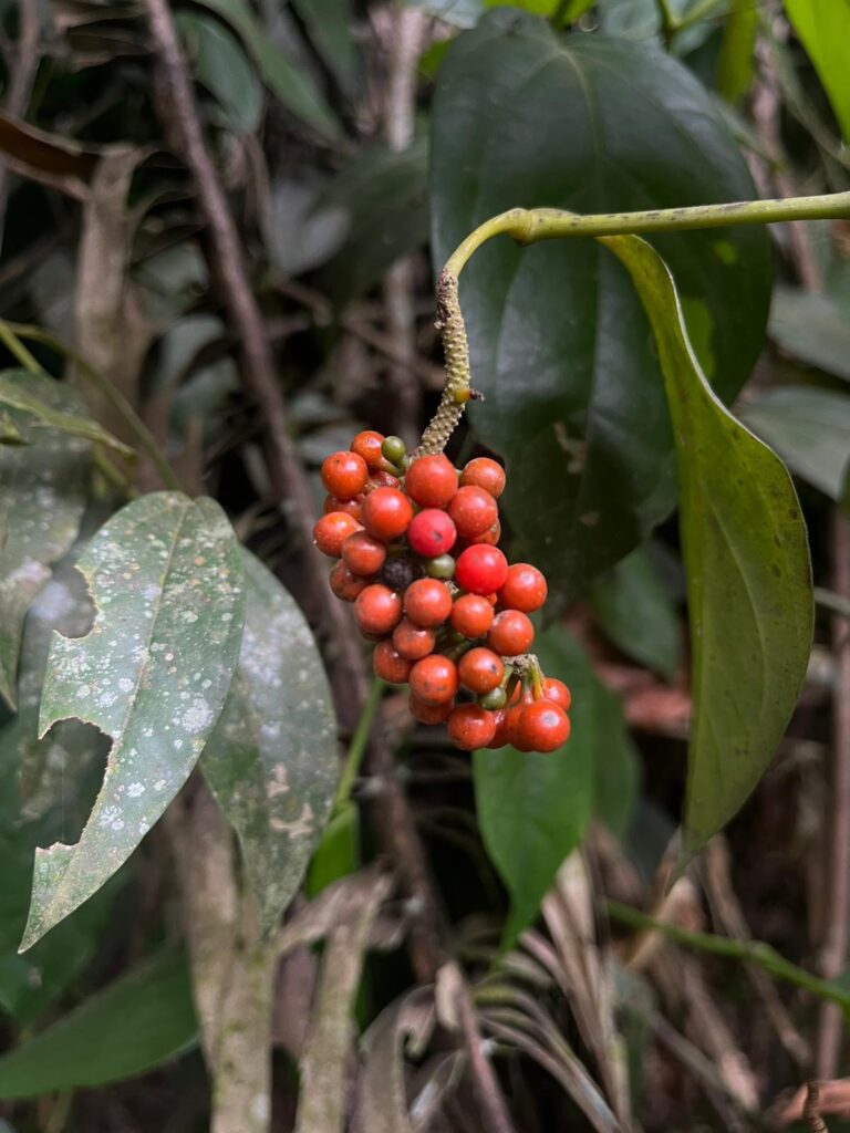 The Coffee & Tea Trail