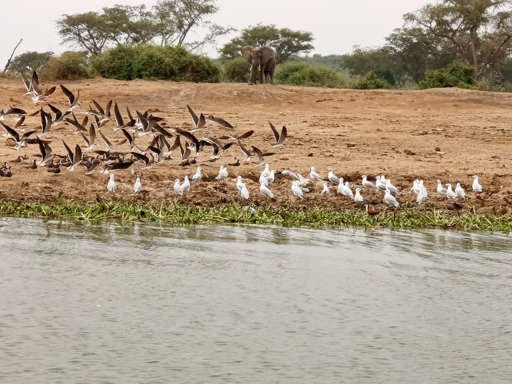 Rwanda safari experiences beyond gorillas
