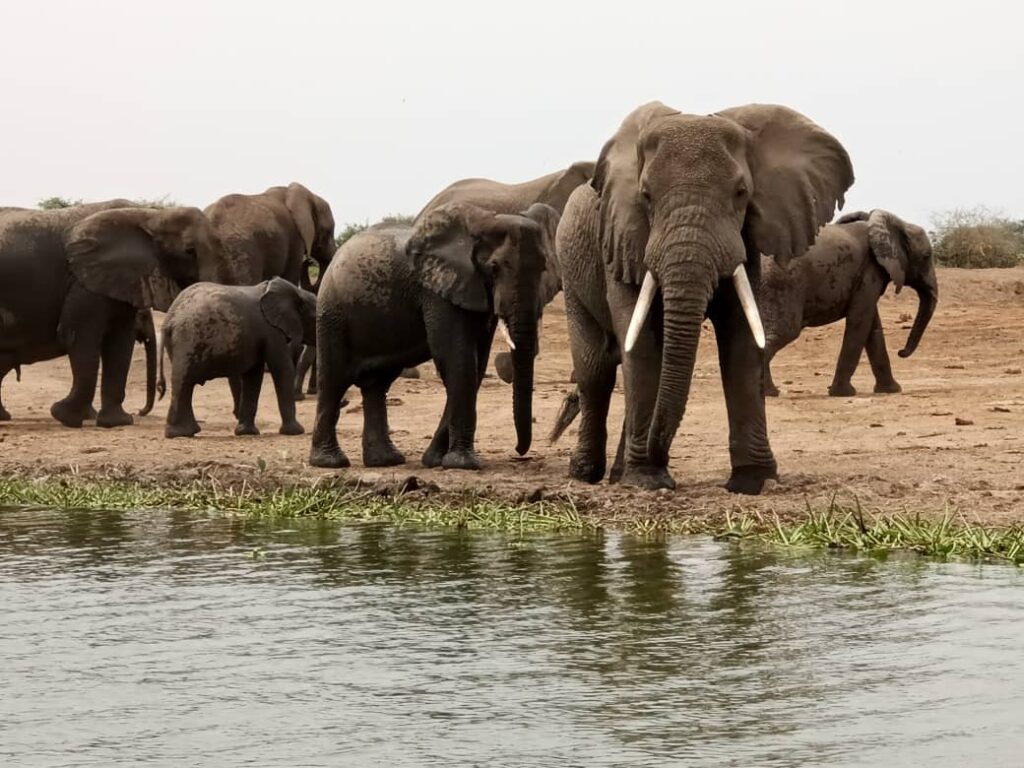 Water Safaris Reimagined