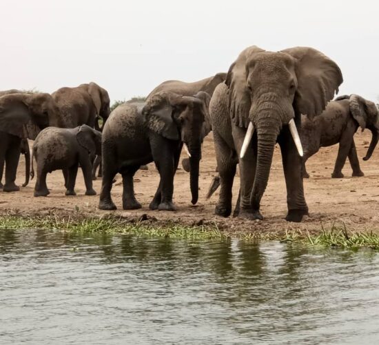 The $150-a-Day Safari