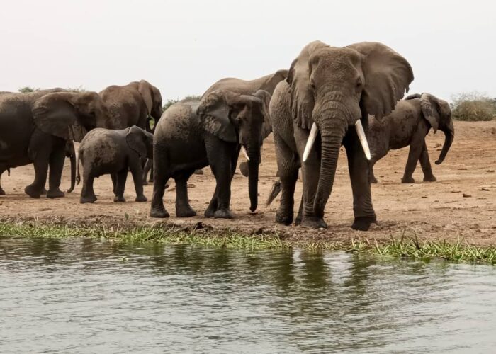 The $150-a-Day Safari