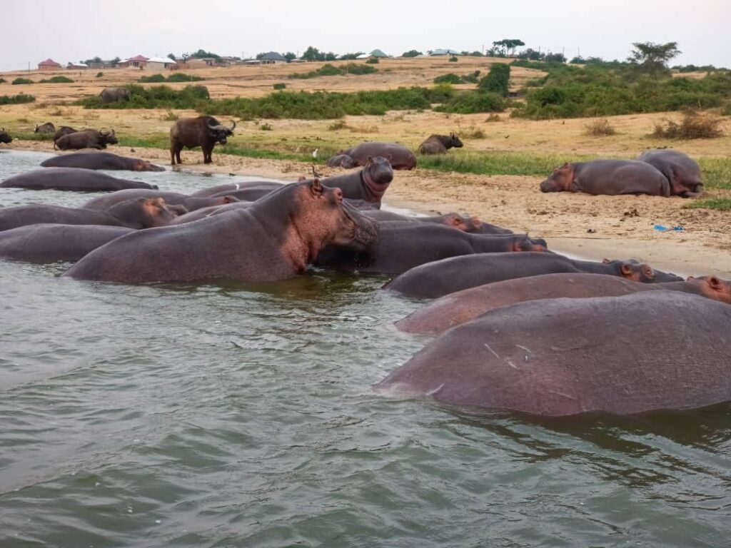 Why a Safari is an Ultimate Travel Experience