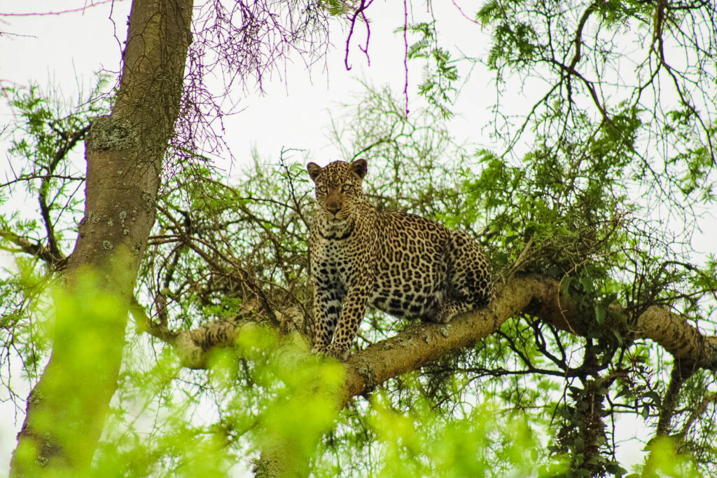 Uganda Wildlife Authority Permit Rules 2026