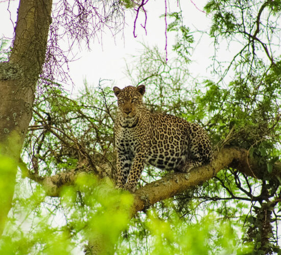 Uganda Wildlife Authority Permit Rules 2026