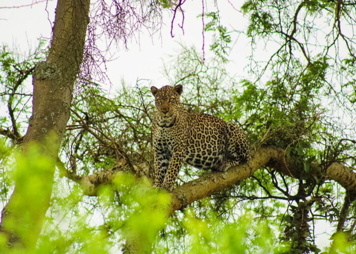 Uganda Wildlife Authority Permit Rules 2026