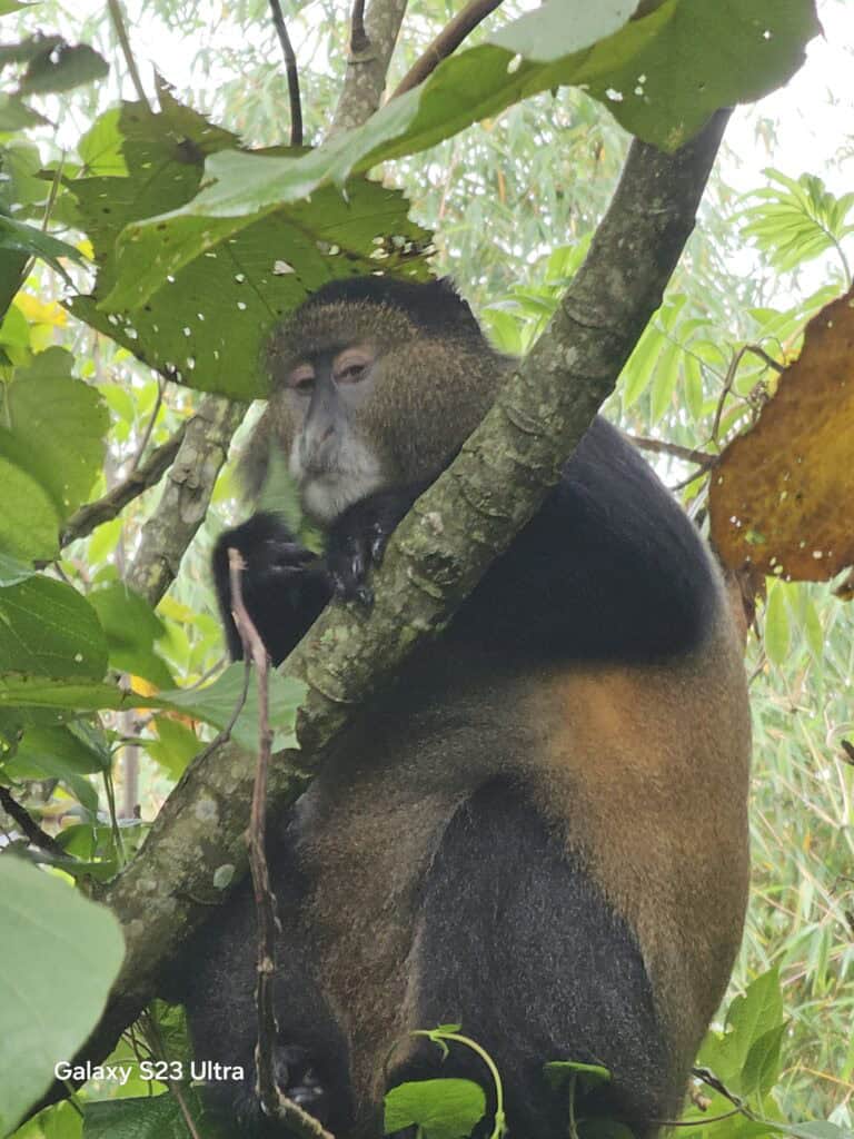 Golden Monkey Tracking in Mgahinga