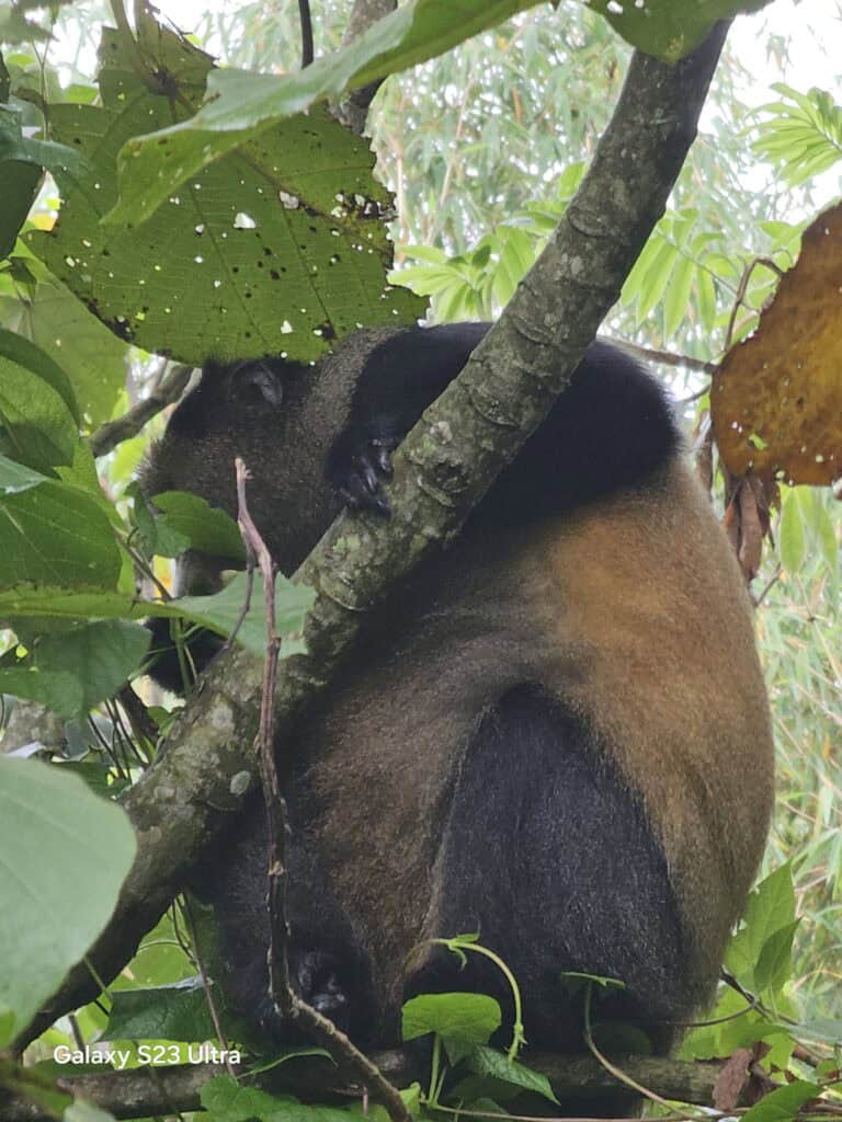 Golden Monkey Tracking in Mgahinga