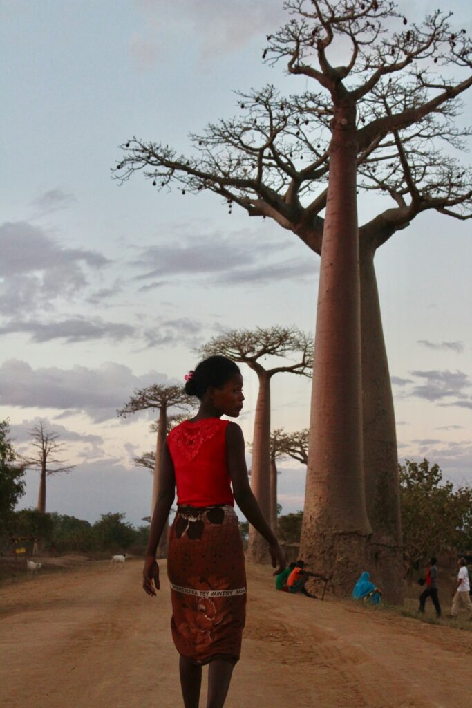milky way under baobab tree