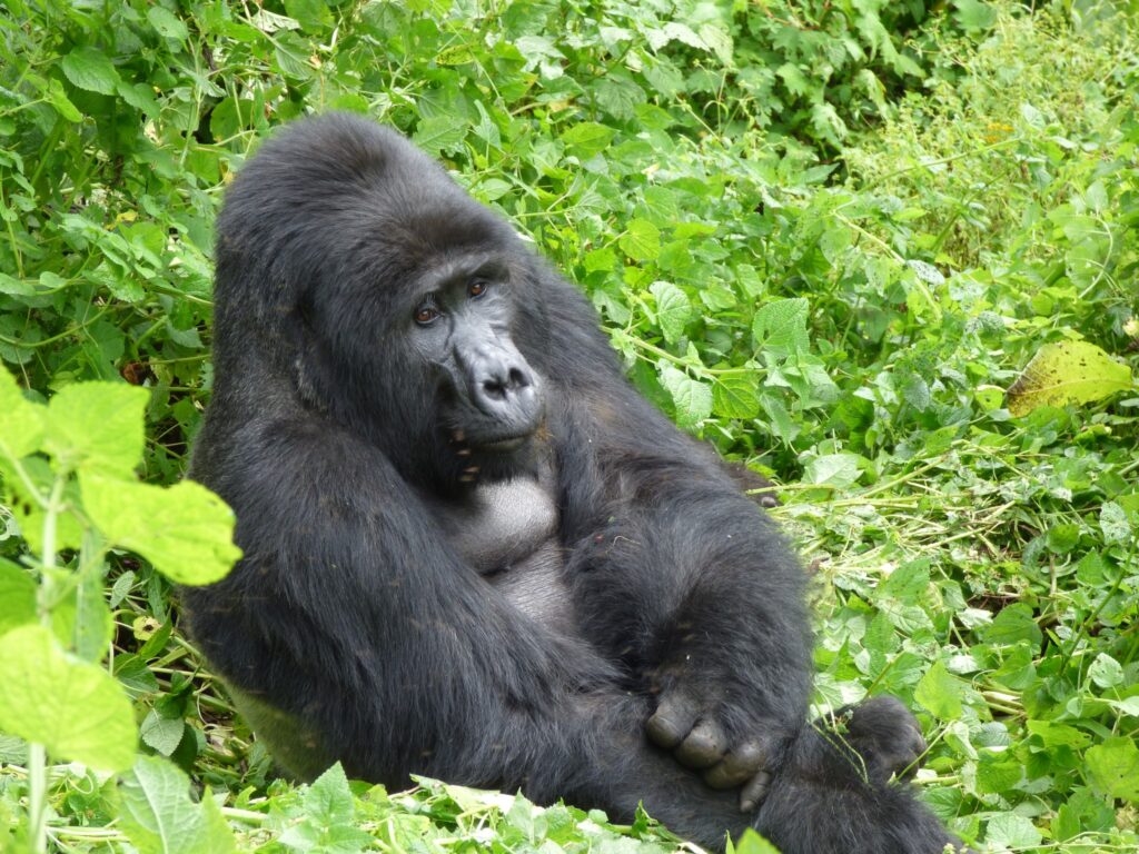 Best Places for Gorilla Trekking