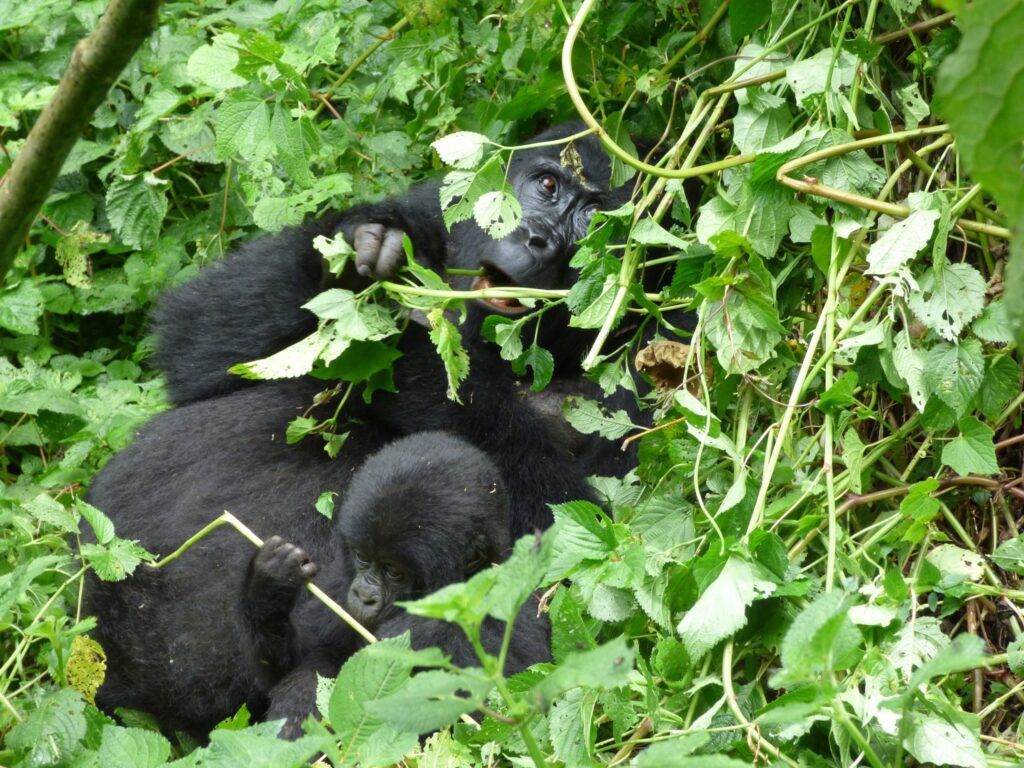 Best Places for Gorilla Trekking