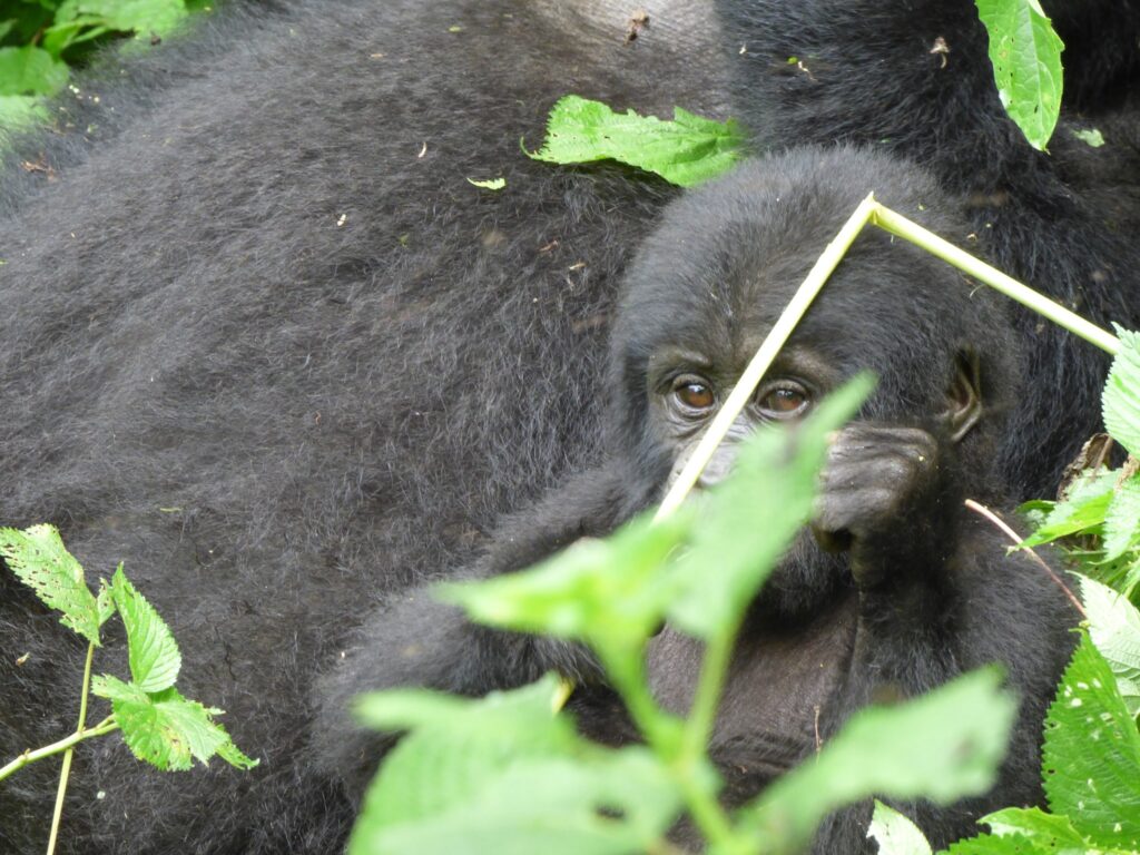 gorilla naming ceremony rwanda