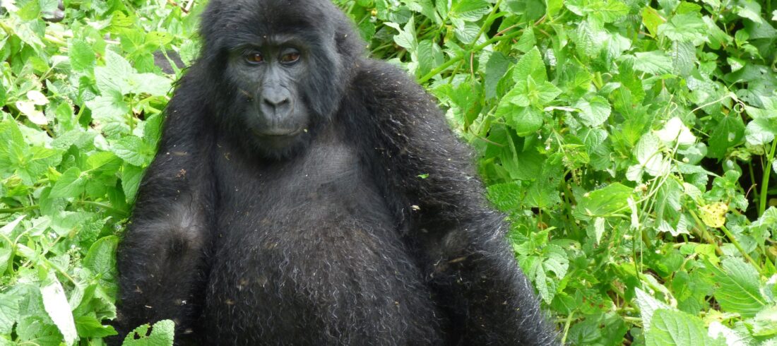 How to Book a Gorilla Permit Online
