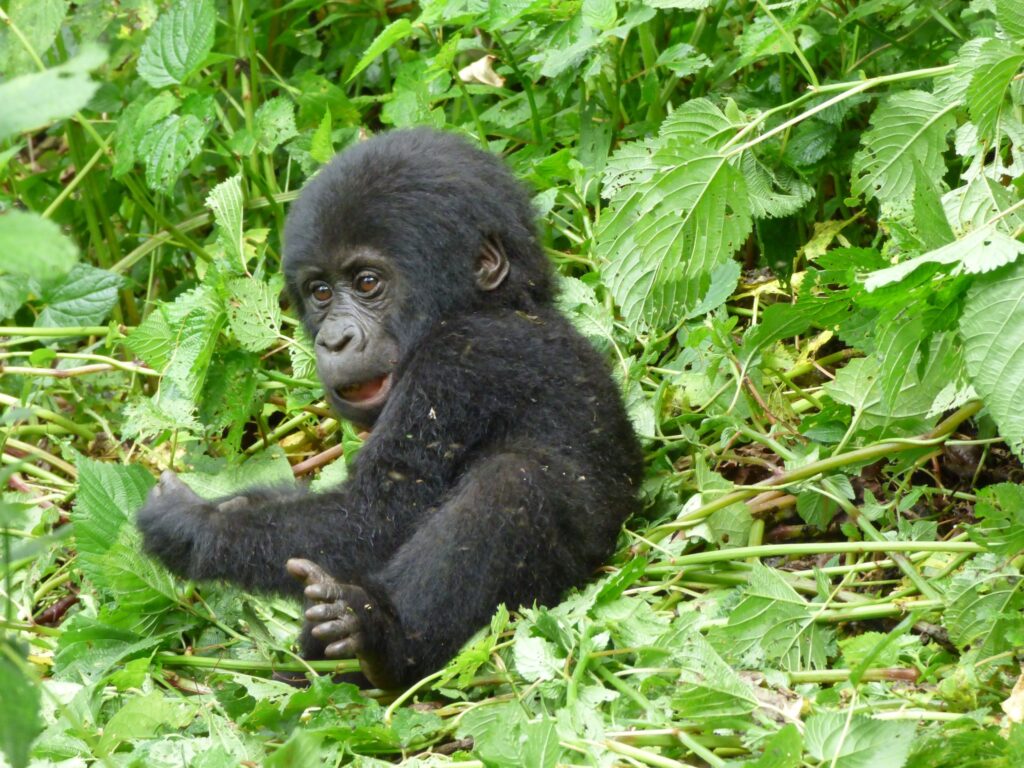 How to Book a Gorilla Permit Online