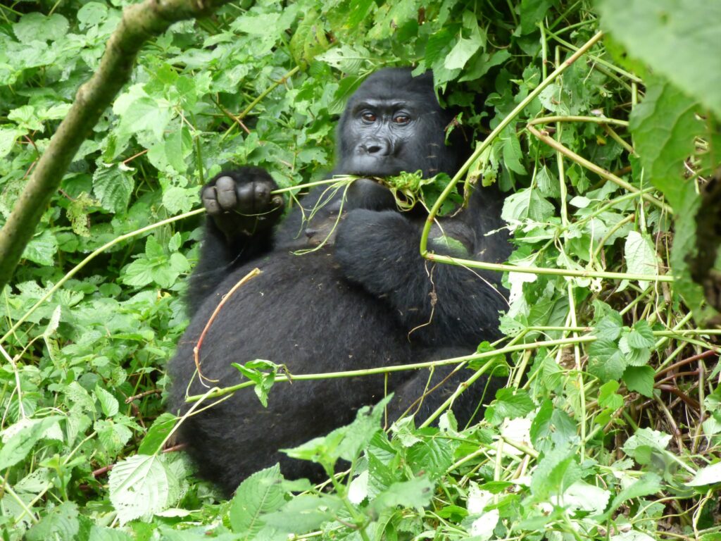How to Book a Gorilla Permit Online