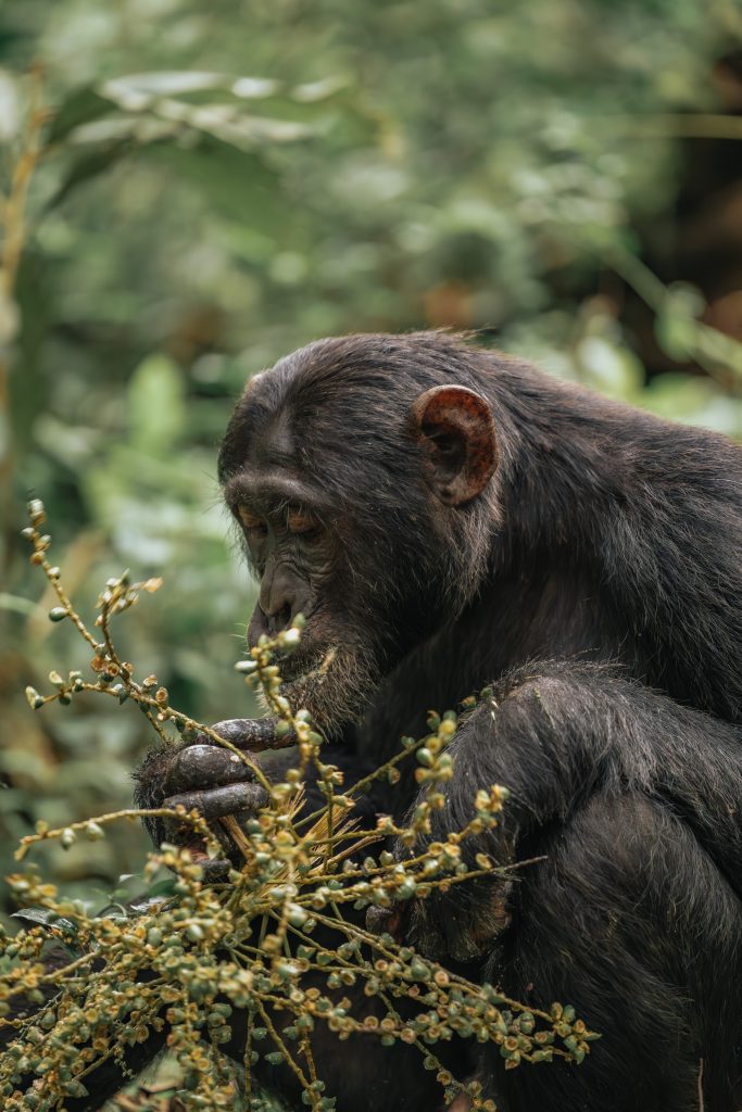 Things to do in uganda