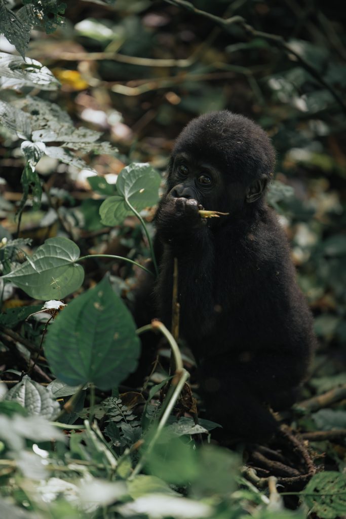 Uganda Safaris Cost