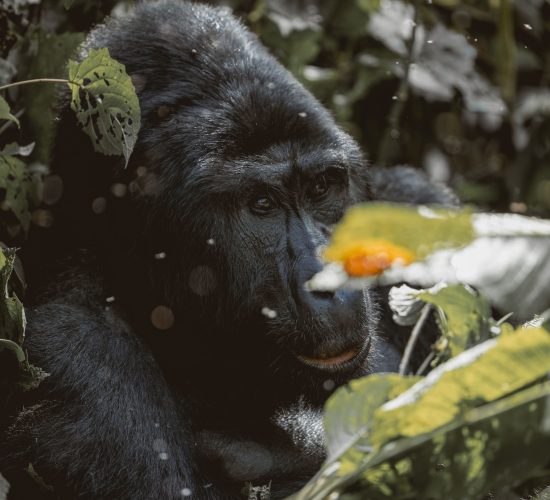 Uganda Safaris Cost