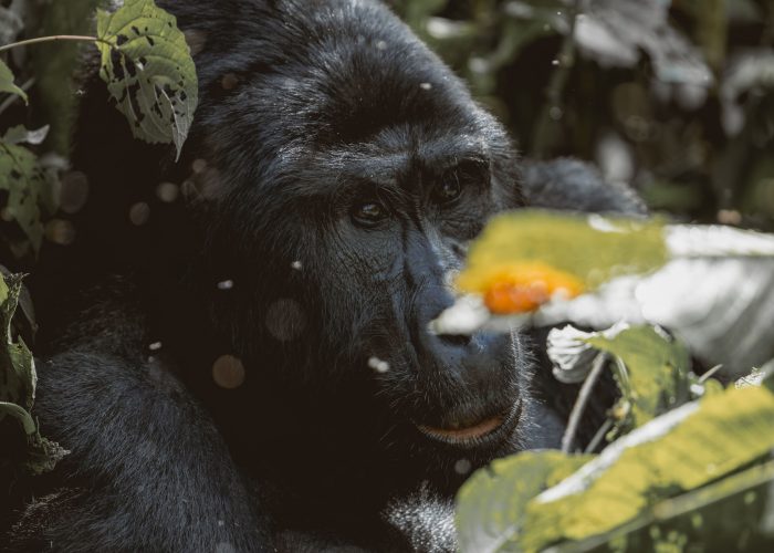 Uganda Safaris Cost
