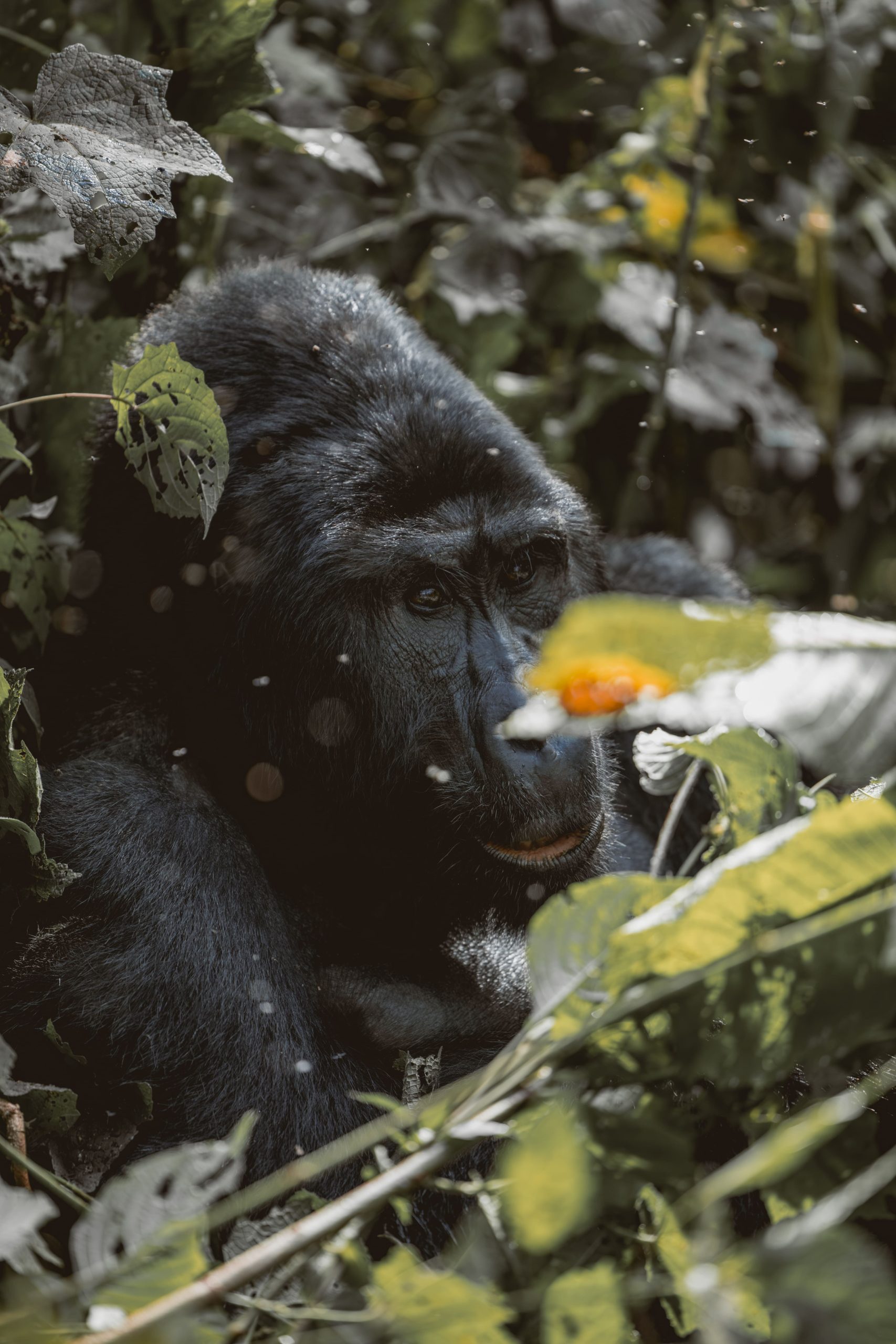 Uganda Safaris Cost