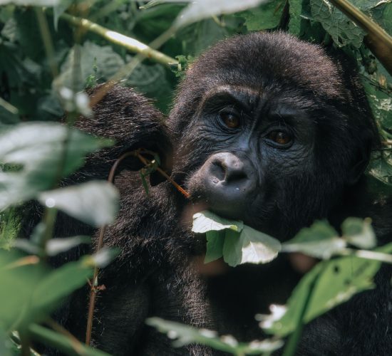Planning Your Safari in November