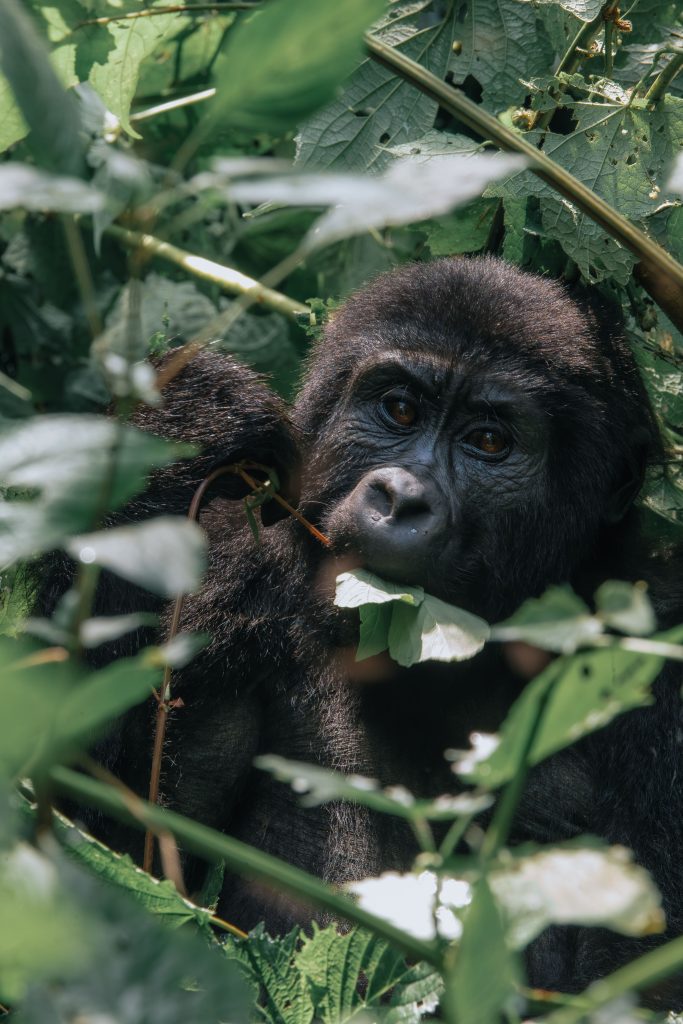 Planning Your Safari in November 