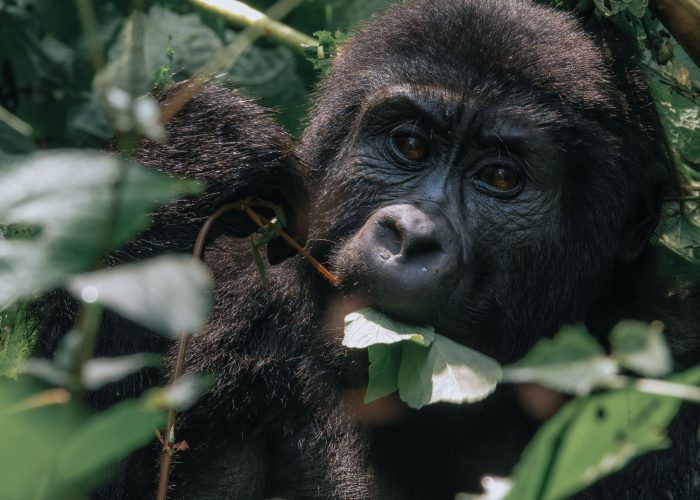 Planning Your Safari in November