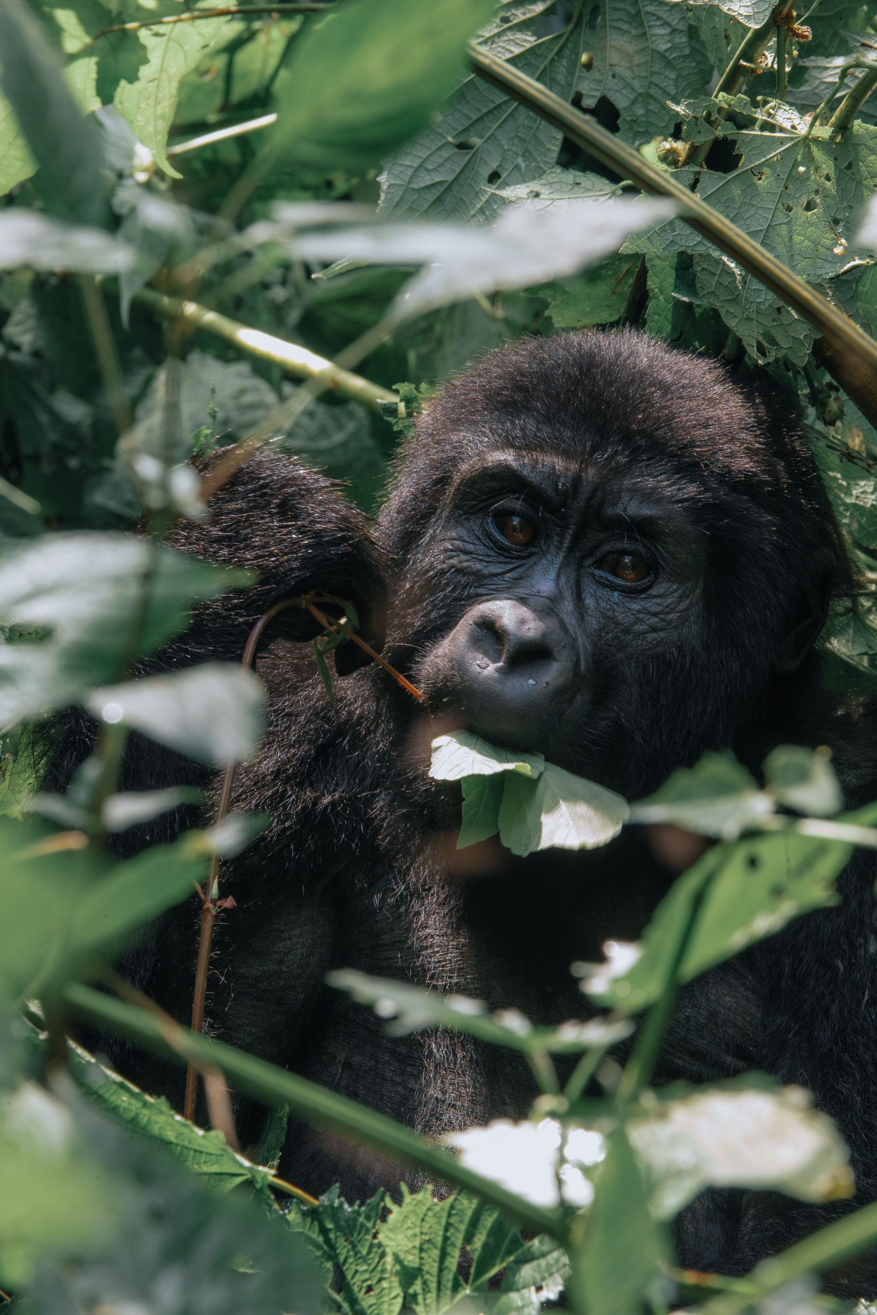 Planning Your Safari in November