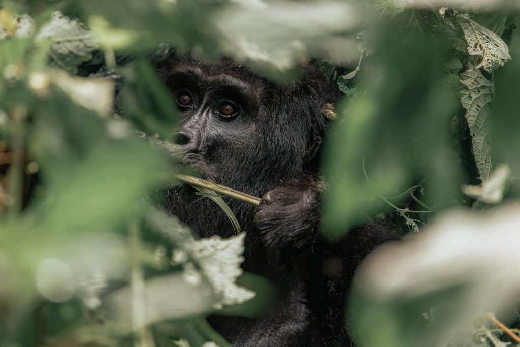 All safari animals - Mountain Gorilla