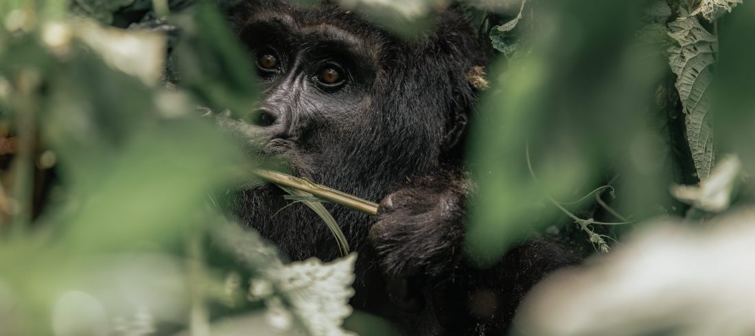 Bwindi Impenetrable Forest