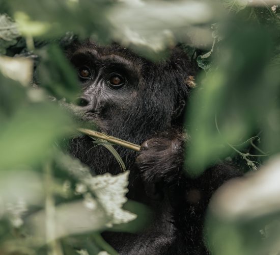 All safari animals - Mountain Gorilla