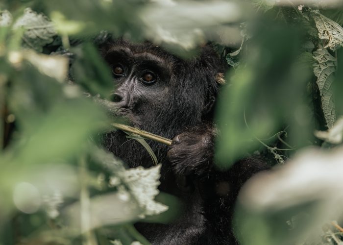 All safari animals - Mountain Gorilla