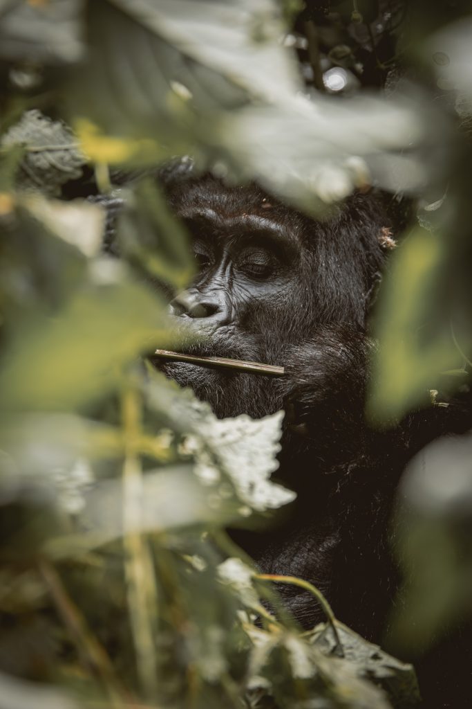 Best Wildlife Experiences in Uganda