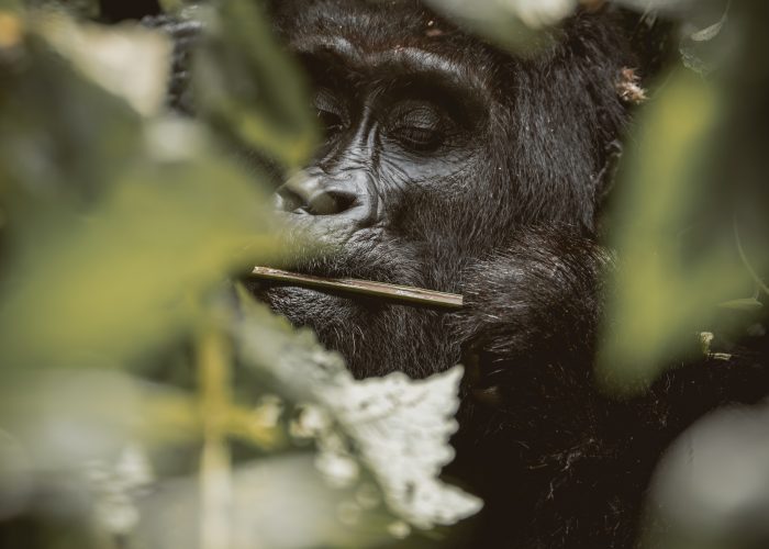 Uganda Safari