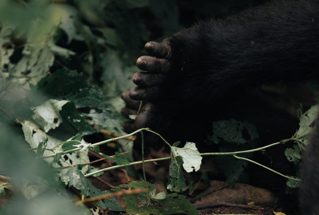 Gorilla trekking uganda