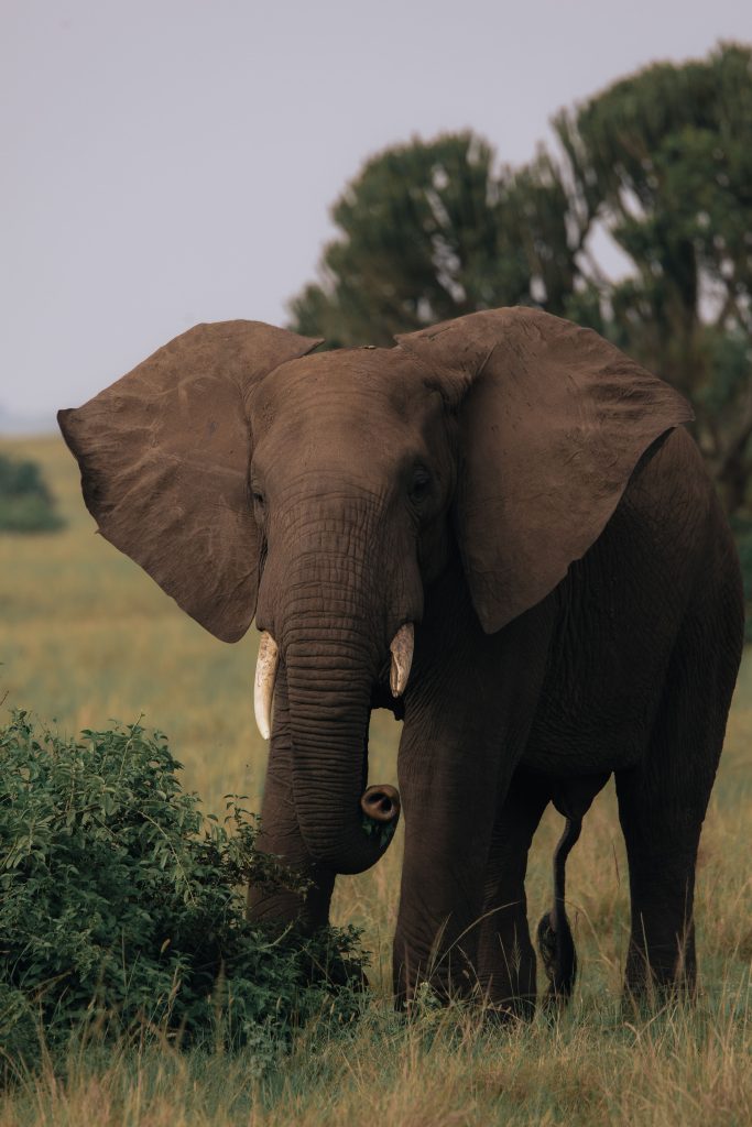 Best Country for Africa Safari?