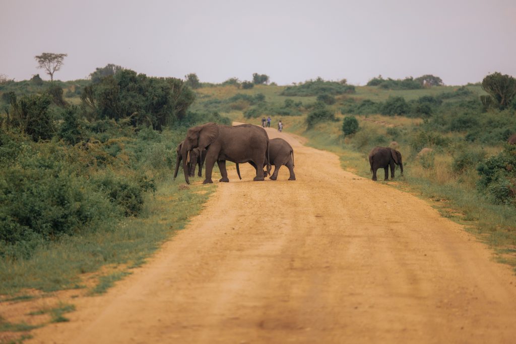 Your First Uganda Safari