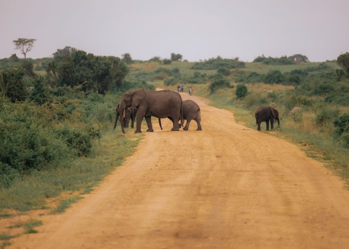 Your First Uganda Safari