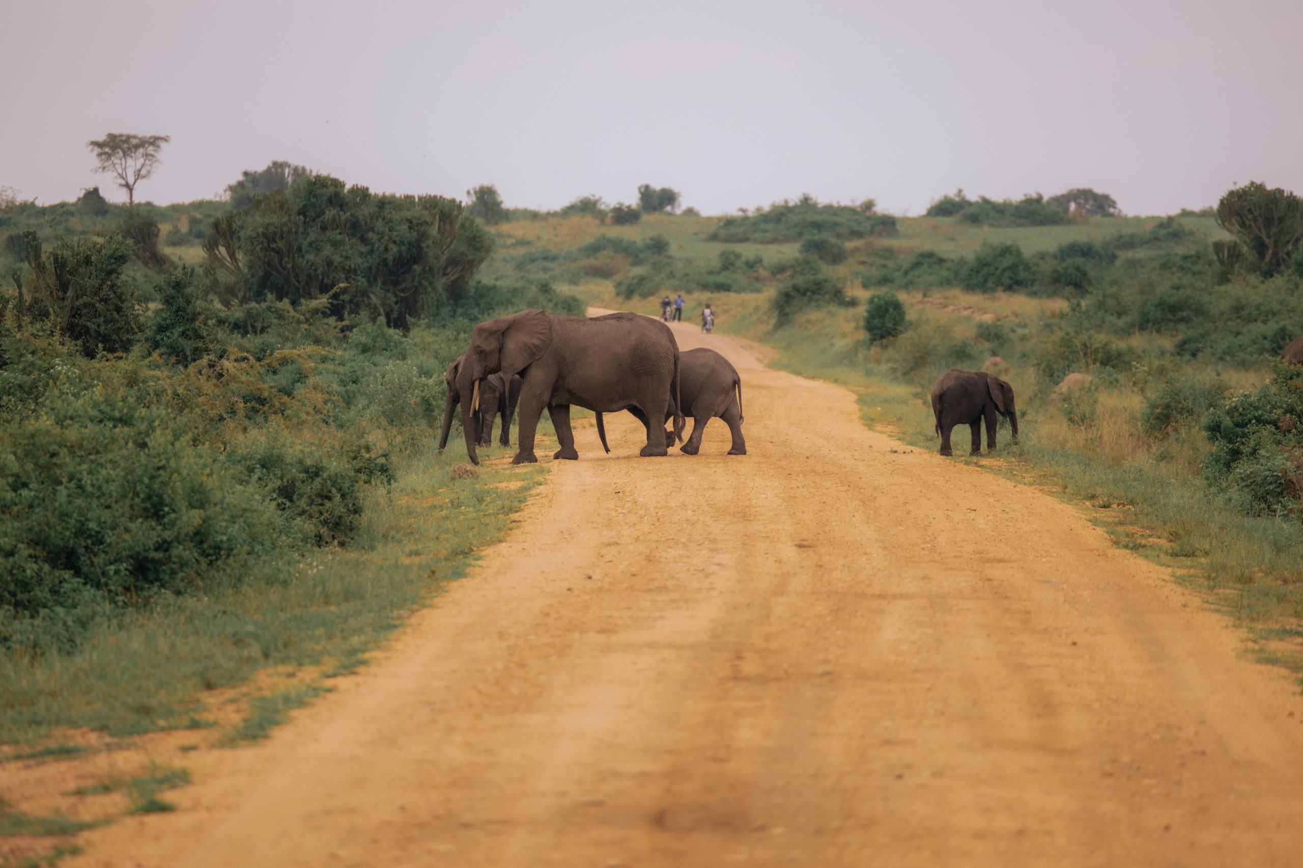 Your First Uganda Safari