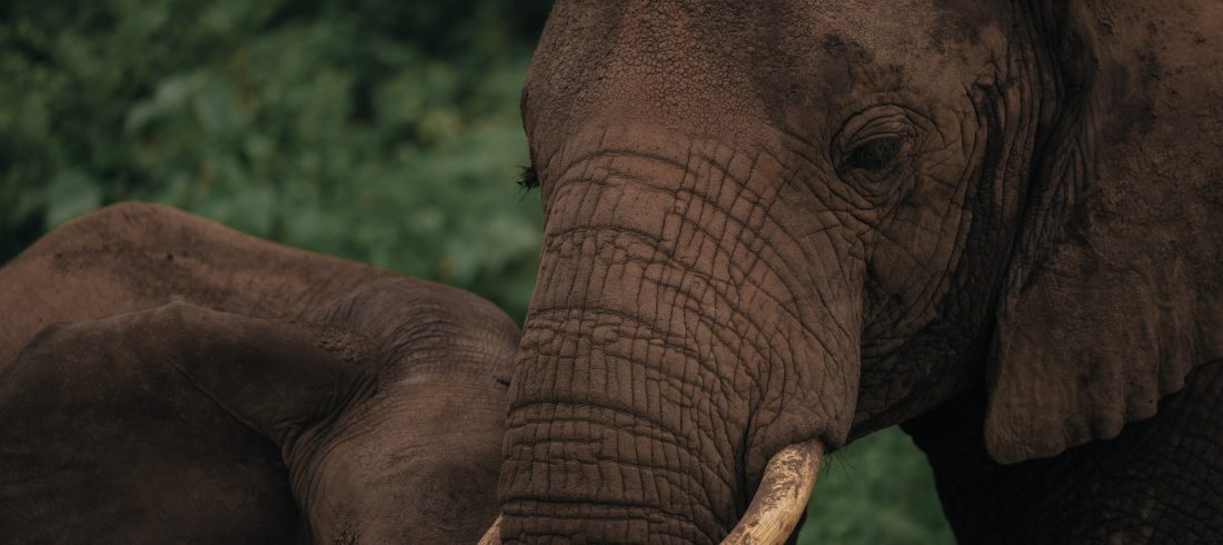 Queen Elizabeth National park
