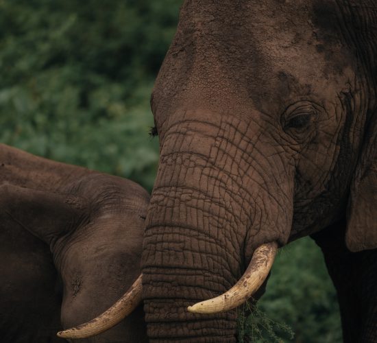 Queen Elizabeth National park